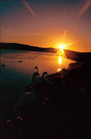 00197b Cemlyn Lake Birds Sunset